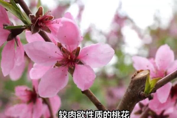 命理揭示：反而忽视这些桃花暗藏玄机的特征