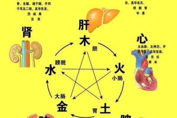 五行格局之脾：如何通过脾的五行特性解析你的性格