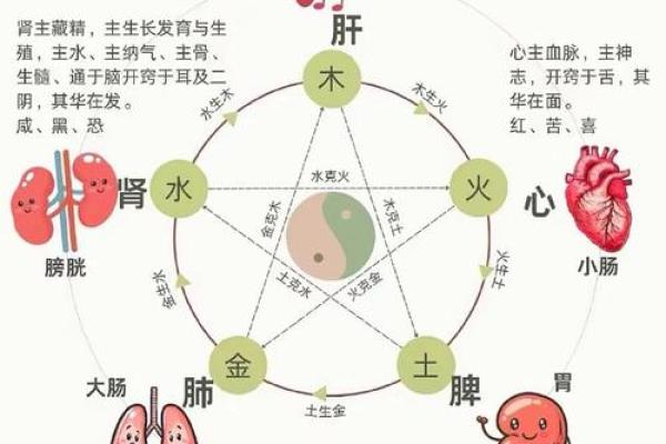 如何改变五行格局？揭秘器官与性格的奥秘之道