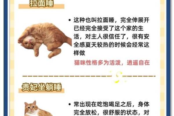 五行格局下的猫咪性格，颠覆传统驯养观念