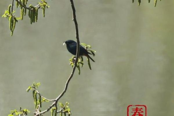 春分节气：与天文观察相结合的农耕智慧