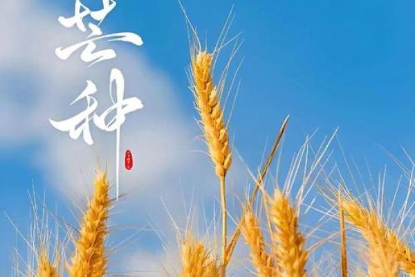 了解农耕节令：小满与丰收的隐喻