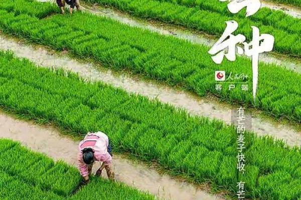 庆祝：从农耕节令看节日的深远影响