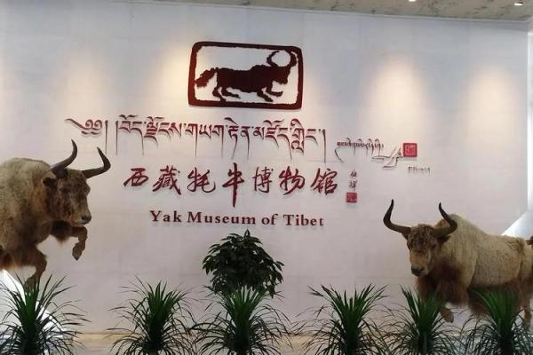 牦牛节：藏族人民与自然和谐共生的象征