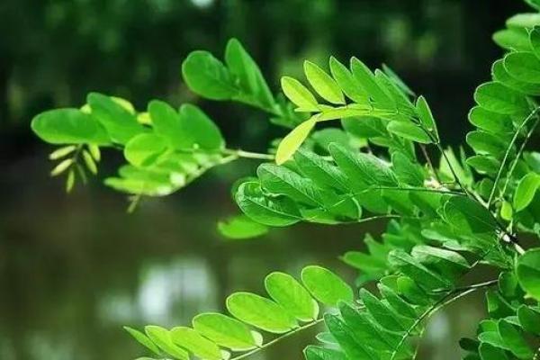 解锁命运密码：吴非常命理风水背后的深层秘密