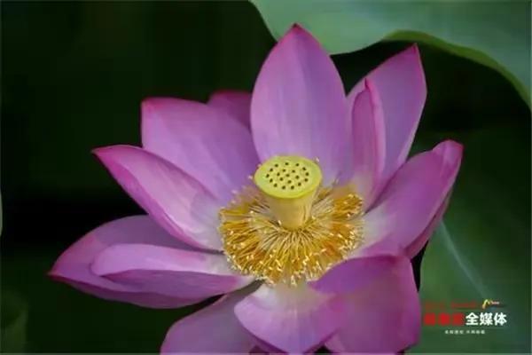 五行格局揭秘：舞者性格解析，如何通过舞蹈改变命运？