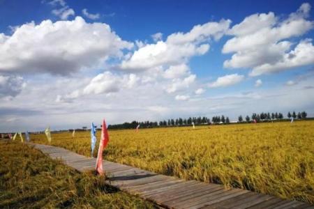探索今天节日背后的天文奥秘与农耕智慧
