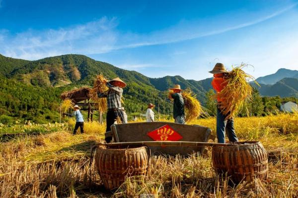 秋收时节：传统习俗与农耕文化的碰撞