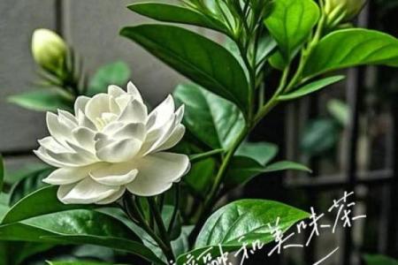 茉莉花开，五行格局何在？揭秘性格密码，教你如何改变运势