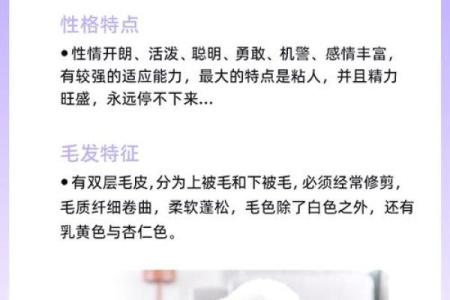 性格解析:如何根据五行格局了解宠物个性