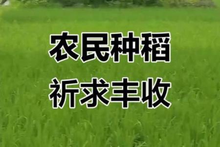六月的农耕文化：农忙时节与丰收的期盼
