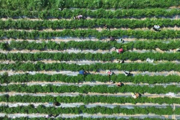 绿色农耕日:回归田园,感受大地的馈赠 绿色农耕日:回归田园,感受大地的馈赠