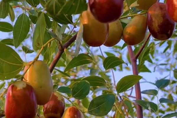 探秘塔吉克族的养生节日习俗，如何与自然和谐共生