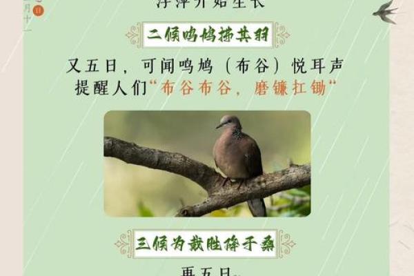 谷雨:春耕时节,谷雨节气对农业的影响 谷雨:春耕时节,谷雨节气对农业的影响