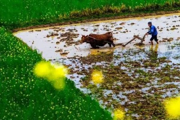 春耕时节的祝福：维族春季节令与农耕文化