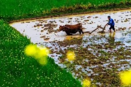 春耕时节的祝福：维族春季节令与农耕文化