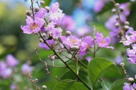 夏至节气养生智慧与天文奥秘